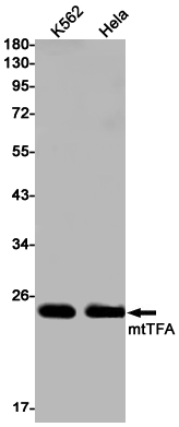 Western blot detection of mtTFA in K562,Hela cell lysates using mtTFA Rabbit mAb(1:1000 diluted).Predicted band size:29kDa.Observed band size:24kDa.