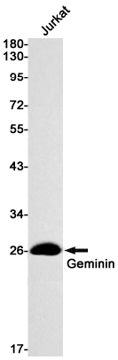 Western blot detection of Geminin in Jurkat cell lysates using Geminin Rabbit mAb(1:1000 diluted).Predicted band size:24kDa.Observed band size:24kDa.