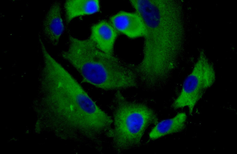 Immunofluorescent analysis of (-20oc Ethanol) fixed A549 cells using Catalog No:112705(MMP28 Antibody) at dilution of 1:25 and Alexa Fluor 488-congugated AffiniPure Goat Anti-Rabbit IgG(H+L)