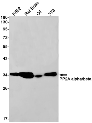 Western blot detection of PP2A alpha/beta in K562,Rat Brain,C6,3T3 cell lysates using PP2A alpha/beta Rabbit pAb(1:1000 diluted).Predicted band size:36kDa.Observed band size:36kDa.