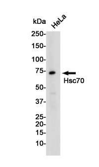 Western blot detection of Hsc70 in Hela cell lysates using Hsc70 Rabbit pAb(1:1000 diluted).Predicted band size:71KDa.Observed band size:71KDa.