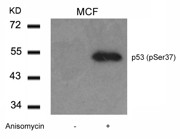 Western blot analysis of extracts from MCF cells untreated or treated with Anisomycin using p53 (Phospho-Ser37) Antibody .