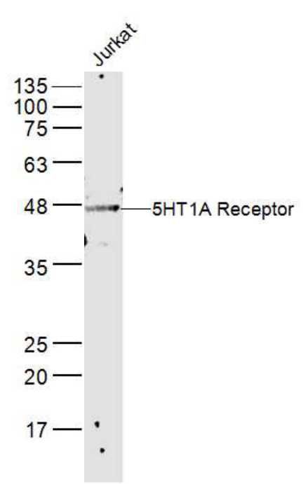 Fig3:; Sample:; Jurkat(Human) Cell Lysate at 40 ug; Primary: Anti-5HT1A Receptor at 1/300 dilution; Secondary: IRDye800CW Goat Anti-Rabbit IgG at 1/20000 dilution; Predicted band size: 46 kD; Observed band size: 46 kD