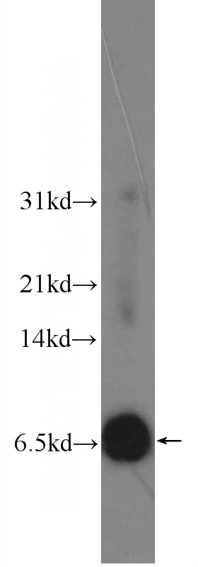 L02 cells were subjected to SDS PAGE followed by western blot with Catalog No:108781(C6orf173 Antibody) at dilution of 1:600