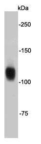 Fig1: Western blot analysis on MCF-7 cell lysates using anti- CD332 rabbit polyclonal antibodies.