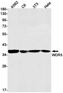 Western blot detection of WDR5 in K562,C6,3T3,Hela cell lysates using WDR5 Rabbit mAb(1:1000 diluted).Predicted band size:37kDa.Observed band size:37kDa.