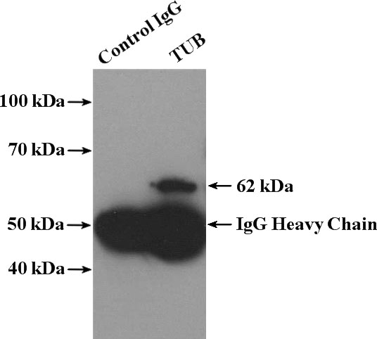 IP Result of anti-TUB (IP:Catalog No:116483, 4ug; Detection:Catalog No:116483 1:1000) with mouse brain tissue lysate 3680ug.