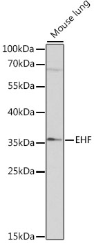 Western blot - EHF Polyclonal Antibody 