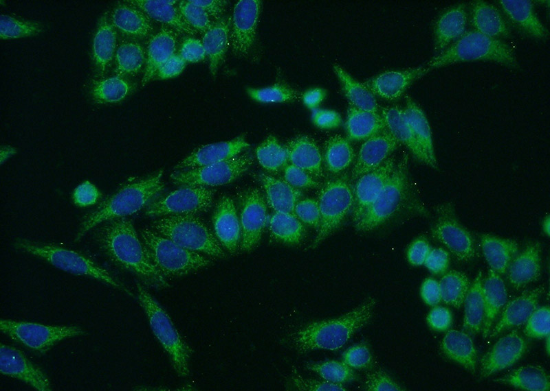 Immunofluorescent analysis of HeLa cells using Catalog No:109491(COX5A Antibody) at dilution of 1:50 and Alexa Fluor 488-congugated AffiniPure Goat Anti-Rabbit IgG(H+L)