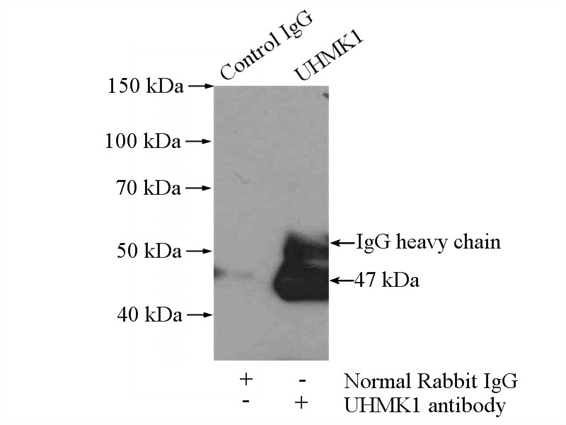IP Result of anti-UHMK1 (IP:Catalog No:116562, 4ug; Detection:Catalog No:116562 1:500) with mouse brain tissue lysate 2640ug.