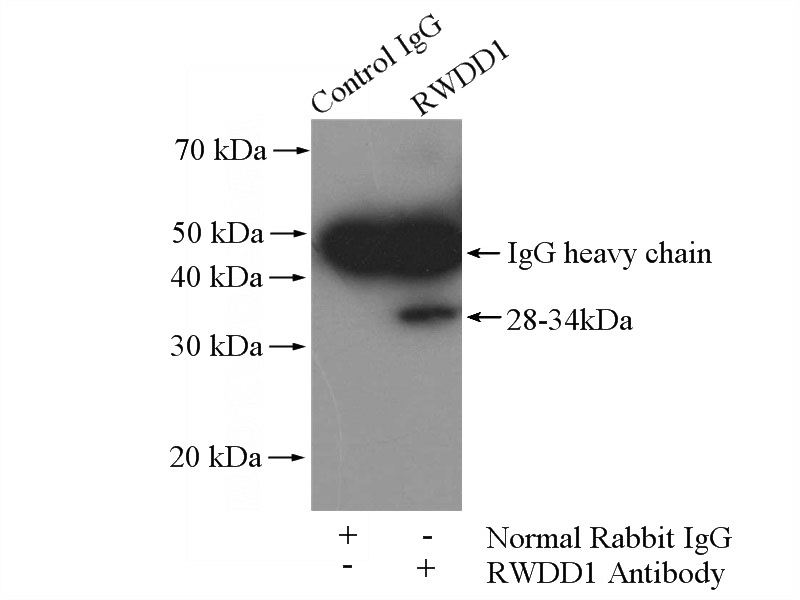IP Result of anti-RWDD1 (IP:Catalog No:114941, 4ug; Detection:Catalog No:114941 1:300) with mouse thymus tissue lysate 2800ug.