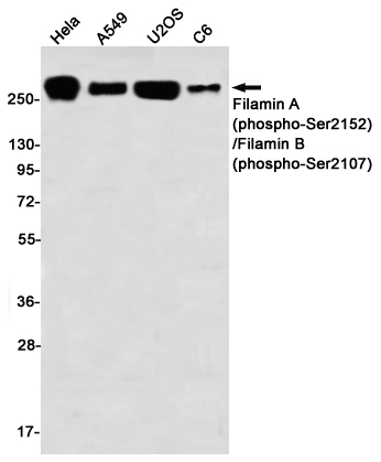 Western blot detection of Filamin A (phospho-Ser2152)/Filamin B (phospho-Ser2107) in Hela,A549,U2OS,C6 using Filamin A (phospho-Ser2152)/Filamin B (phospho-Ser2107) Rabbit mAb(1:1000 diluted)