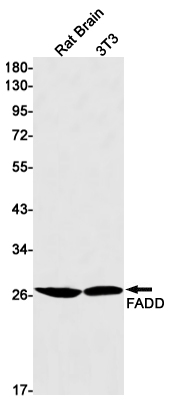 Western blot detection of FADD in Rat Brain,3T3 cell lysates using FADD Rabbit mAb(1:1000 diluted).Predicted band size:23kDa.Observed band size:28kDa.