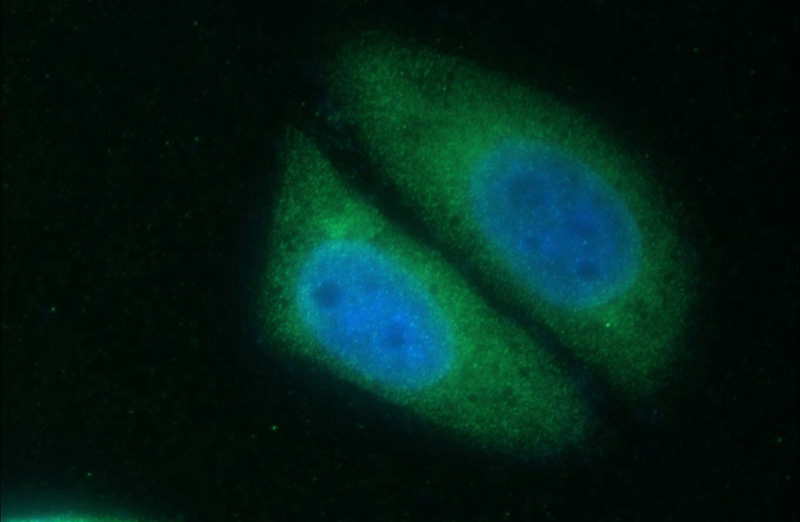 Immunofluorescent analysis of HepG2 cells using Catalog No:108840(CAPRIN2 Antibody) at dilution of 1:50 and Alexa Fluor 488-congugated AffiniPure Goat Anti-Rabbit IgG(H+L)