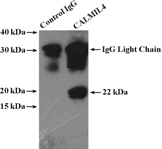 IP Result of anti-CALML4 (IP:Catalog No:108827, 4ug; Detection:Catalog No:108827 1:300) with mouse thymus tissue lysate 2800ug.