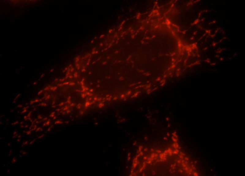 Immunofluorescent analysis of Hela cells, using TMED10 antibody Catalog No:116273 at 1:25 dilution and Rhodamine-labeled goat anti-rabbit IgG (red).