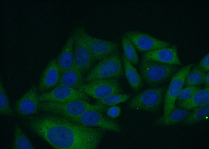 Immunofluorescent analysis of (10% Formaldehyde) fixed HepG2 cells using Catalog No:112724(MocOS Antibody) at dilution of 1:50 and Alexa Fluor 488-congugated AffiniPure Goat Anti-Rabbit IgG(H+L)