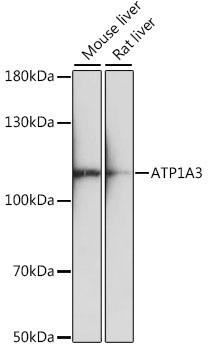 Western blot - ATP1A3 Polyclonal Antibody 
