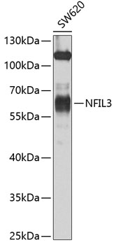 Western blot - NFIL3 Polyclonal Antibody 