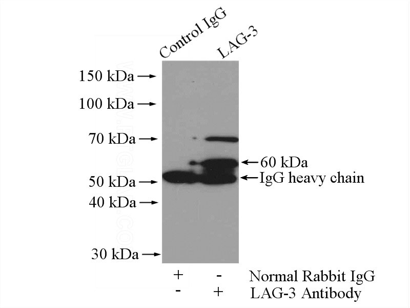 IP Result of anti-LAG3 (IP:Catalog No:112268, 4ug; Detection:Catalog No:112268 1:500) with mouse liver tissue lysate 4000ug.