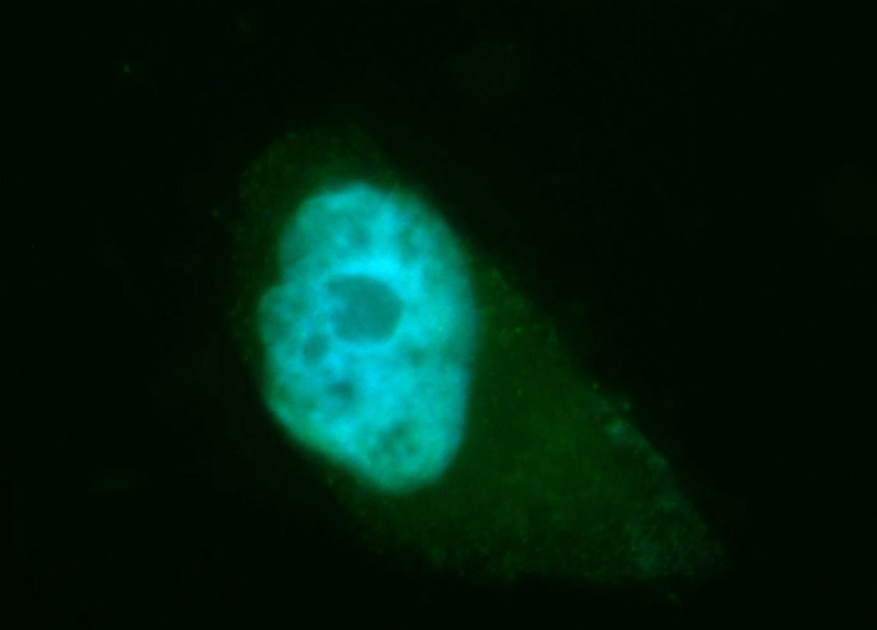 Immunofluorescent analysis of MCF-7 cells, using TSNAX antibody Catalog No:116437 at 1:50 dilution and FITC-labeled donkey anti-rabbit IgG(green). Blue pseudocolor = DAPI (fluorescent DNA dye).