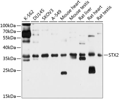 Western blot - STX2 Polyclonal Antibody 