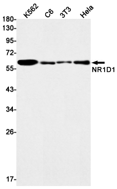 Western blot detection of NR1D1 in K562,C6,3T3,Hela cell lysates using NR1D1 Rabbit mAb(1:1000 diluted).Predicted band size:67kDa.Observed band size:67kDa.