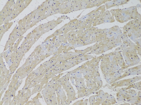 Immunohistochemistry - SCARB2 Polyclonal Antibody 