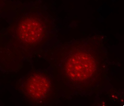 Immunofluorescence - Phospho-FOXO4-S197 pAb 