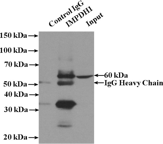 IP Result of anti-IMPDH1 (IP:Catalog No:111784, 4ug; Detection:Catalog No:111784 1:2000) with HeLa cells lysate 3200ug.