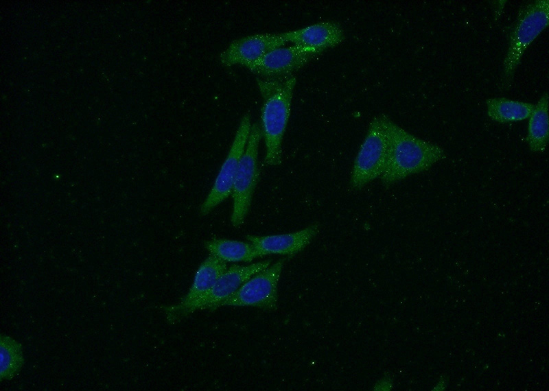 Immunofluorescent analysis of (-20oc Ethanol) fixed HepG2 cells using Catalog No:110526(FARSB Antibody) at dilution of 1:50 and Alexa Fluor 488-congugated AffiniPure Goat Anti-Rabbit IgG(H+L)