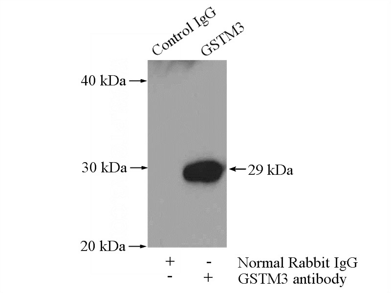 IP Result of anti-GSTM3 (IP:Catalog No:111186, 4ug; Detection:Catalog No:111186 1:300) with mouse testis tissue lysate 4000ug.