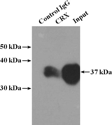 IP Result of anti-CRX (IP:Catalog No:109582, 4ug; Detection:Catalog No:109582 1:500) with Y79 cells lysate 1920ug.