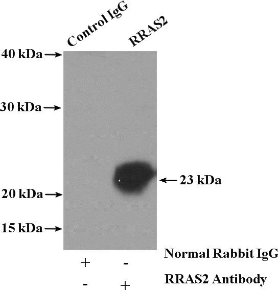 IP Result of anti-RRAS2 (IP:Catalog No:114921, 4ug; Detection:Catalog No:114921 1:800) with NIH/3T3 cells lysate 4000ug.