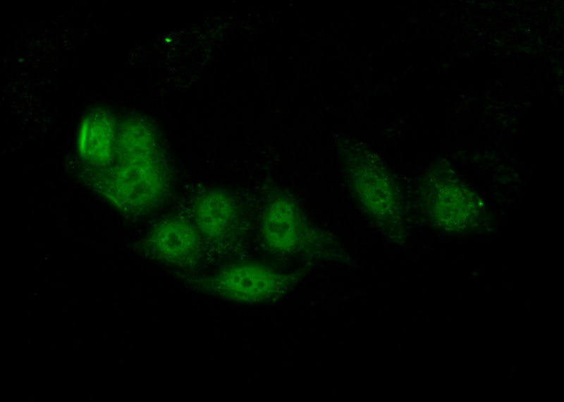 Immunofluorescent analysis of (10% Formaldehyde) fixed HepG2 cells using Catalog No:108359(BARHL2 Antibody) at dilution of 1:50 and Alexa Fluor 488-congugated AffiniPure Goat Anti-Rabbit IgG(H+L)