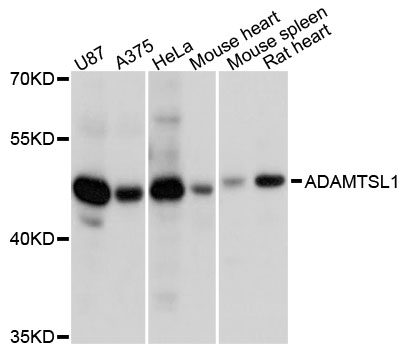 Western blot - ADAMTSL1 Polyclonal Antibody 