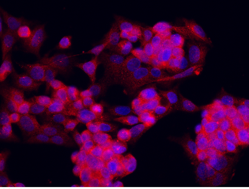 Piwil2 Antibody, Rabbit PAb, Antigen Affinity Purified, Immunofluorescence