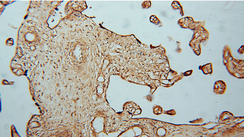 Immunohistochemical of paraffin-embedded human placenta using Catalog No:112031(KDSR antibody) at dilution of 1:50 (under 10x lens)