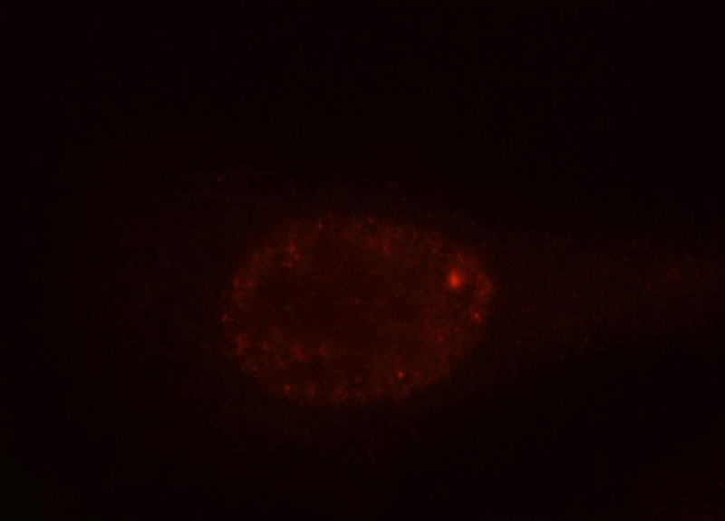 Immunofluorescent analysis of HepG2 cells, using TGIF2 antibody Catalog No:116026 at 1:50 dilution and Rhodamine-labeled goat anti-rabbit IgG (red).