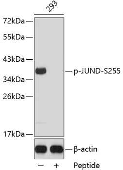 Western blot - Phospho-JUND-S255 pAb 
