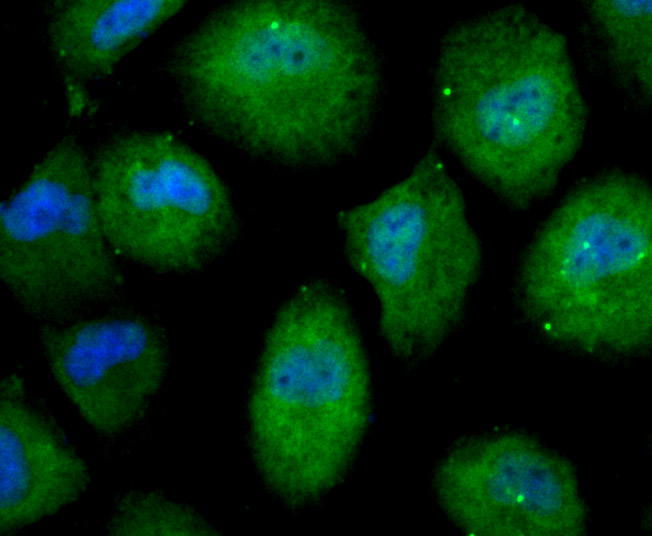 Fig4: ICC staining Nesprin 1 in HUVEC cells (green). The nuclear counter stain is DAPI (blue). Cells were fixed in paraformaldehyde, permeabilised with 0.25% Triton X100/PBS.