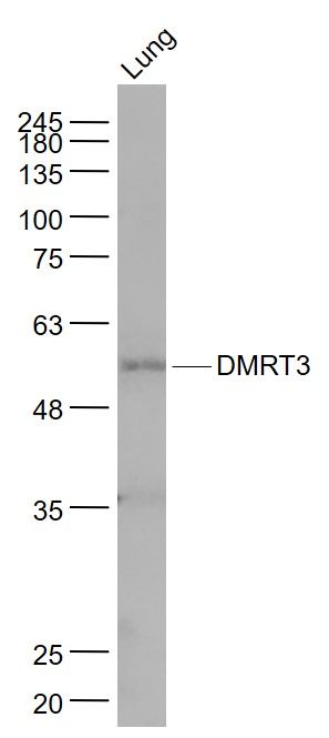 Fig1: Sample:; Lung (Mouse) Lysate at 40 ug; Primary: Anti- DMRT3 at 1/1000 dilution; Secondary: IRDye800CW Goat Anti-Rabbit IgG at 1/20000 dilution; Predicted band size: 51 kD; Observed band size: 53 kD