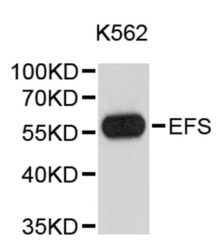 Western blot - EFS Polyclonal Antibody 