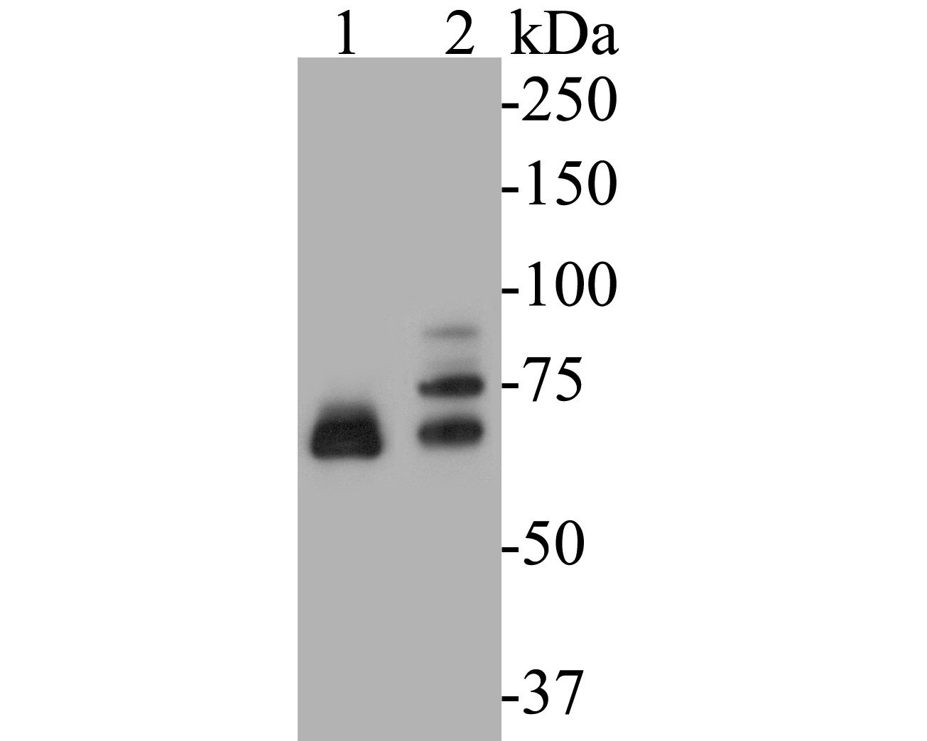 Fig1: Western blot analysis of Dux on different lysates. Proteins were transferred to a PVDF membrane and blocked with 5% BSA in PBS for 1 hour at room temperature. The primary antibody ( 1/500) was used in 5% BSA at room temperature for 2 hours. Goat Anti-Rabbit IgG - HRP Secondary Antibody (HA1001) at 1:5,000 dilution was used for 1 hour at room temperature.; Positive control:; Lane 1: Hela cell lysate; Lane 2: Jurkat cell lysate