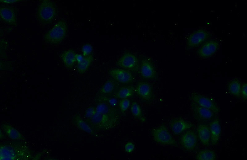 Immunofluorescent analysis of PC-3 cells using Catalog No:116167(TOLLIP Antibody) at dilution of 1:25 and Alexa Fluor 488-congugated AffiniPure Goat Anti-Rabbit IgG(H+L)