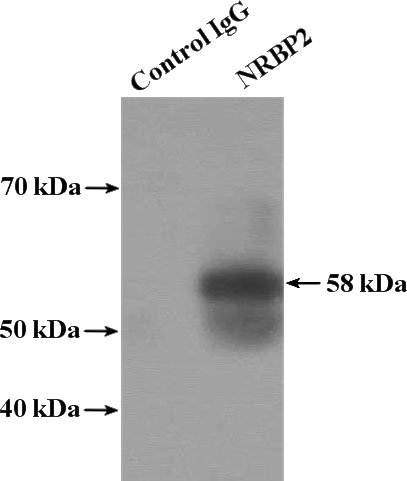 IP Result of anti-NRBP2 (IP:Catalog No:113273, 4ug; Detection:Catalog No:113273 1:500) with mouse kidney tissue lysate 4000ug.