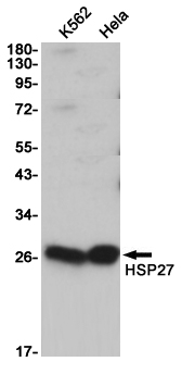 Western blot detection of HSP27 in K562,Hela cell lysates using HSP27 (9G1) Mouse mAb(1:1000 diluted).Predicted band size:27KDa.Observed band size:27KDa.