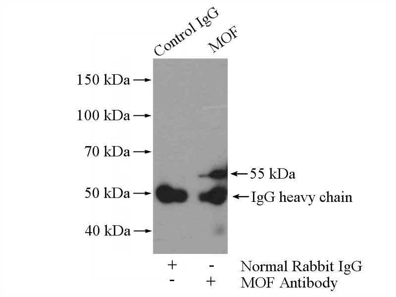IP Result of anti-MOF (IP:Catalog No:112727, 4ug; Detection:Catalog No:112727 1:600) with HeLa cells lysate 1200ug.