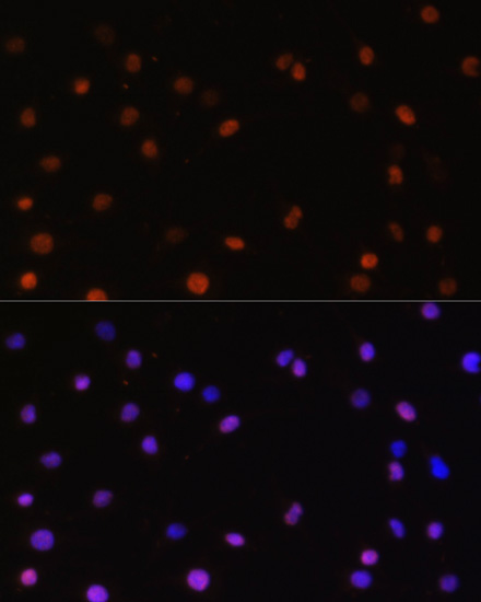 Immunofluorescence - COPS5 Polyclonal Antibody 