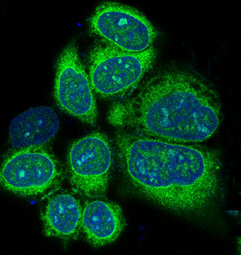 Immunofluorescent analysis of Hela cells, using Alkaline Phosphatase Antibody .